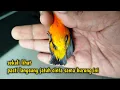 Download Lagu SIAPAPUN PASTI SUKA SAMA BURUNG INI‼️ warnanya super keren, merah menyala