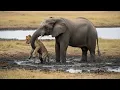 Lagu An Elephant Saved an Injured Lion Cub From Predators — What She Did Next Was Unbelievable