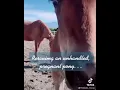 Pony Saved From Stroud Kill Pen Gives Birth - Baby Styles turns 1 Month old