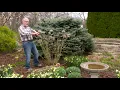 How to Prune Incrediball Smooth Hydrangea in Spring
