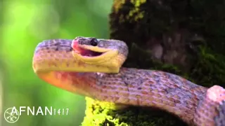 تأملت والدنيا بها العجب والعجب دندنها
