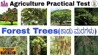 FOREST TREES ಕ ಡ ಮರಗಳ Agriculture Practical Exam Kannada English KCET Practical Exam YM 