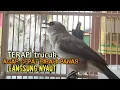 Download Lagu Trucuk BETINA memanggil Jantan Suara Birahi Ngecuplik 100% pancingan trucukan gacor agar BUNYI EMOSI