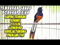 Lagu KRETEKAN murai batu sambung TEMBAKAN gacor isian Cililin Kapas Tembak Kenari Lovebird auto NYAUT