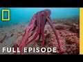 Download Lagu Shapeshifters: Octopus Superpowers (Full Episode) | Secrets of the Octopus
