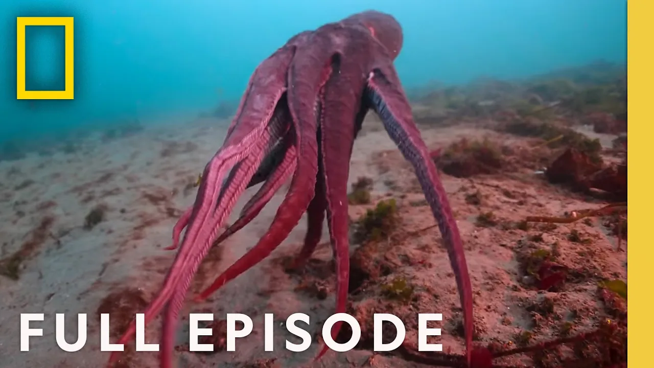 Shapeshifters: Octopus Superpowers (Full Episode) | Secrets of the Octopus