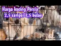 Download Lagu Harga Kucing Persia Terbaru ❗Bulan Juli 2023