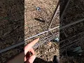 Hog trap with easiest and best trigger ever