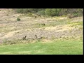 Download Lagu Cape Cobra vs Mongoose fight till death on my front lawn.