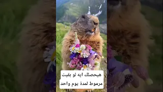 هيحصلك إيه لو بقيت مرموط يوم واحد معلومات اكسبلور Animals Facts معلومات غريبة Wildlife 