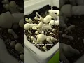 Inside a legal magic mushroom grow operation