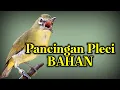 Pancingan Pleci Bahan Biar Cepat Bunyi