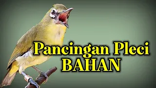 pancingan pleci bahan biar cepat bunyi