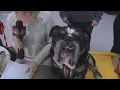 Bulldog beauty pageant benefits animal rescues