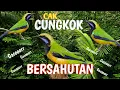 Download Lagu BURUNG CUCAK CUNGKOK🔥SUARA ALAMI KHAS DI ALAM☑️DIJAMIN LAWAN IKUT NYAHUT🔥UNTUK MASTERAN DAN TERAPI☑️