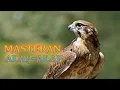 Download Lagu Masteran Alap-alap. Suara Kasar Melengking