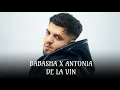 Lagu Babasha x ANTONIA - De la vin