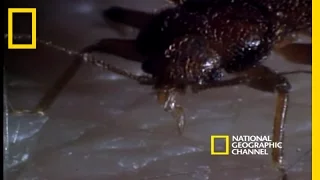 Bed Bugs National Geographic