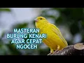 Download Lagu masteran burung bakalan kenari  agar cepat gacor dor