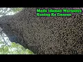 Akhirnya Dapat Lagi Madu Idaman Yang Kuning Ke Emasan#bee#honey#lebah#hutan#panenmaduhutan#trending 