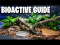 How to Make a Bioactive Enclosure Beginner Guide