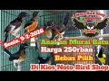 Lagu Rp.250/ekor Anakan Murai Batu Super Baru Masuk Stok Banyak 