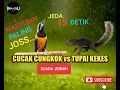 Lagu Masteran kombinasi cucak cungkok vs tupai kekes untuk murai batu, cucak ijo paling joss