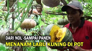 terbaru cara menanam labu kuning di polybag sistem para para dari nol sampai panen