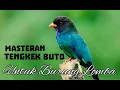 Download Lagu MASTERAN TENGKEK BUTO GACOR UNTUK PEMASTERAN SEGALA BURUNG LOMBA