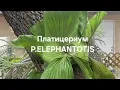 Download Lagu Платицериум P.ELEPHANTOTIS на доске