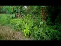 Utopia   Baby Doll Official Music Video