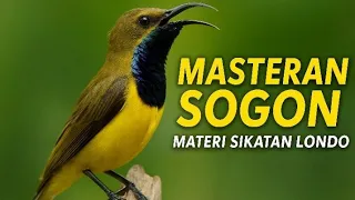 masteran sogon full tembakan materi sikatan londo