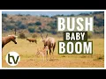 Download Lagu Baby Boom on the Reserve
