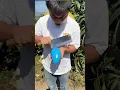 Download Lagu China's most unique mango cultivation 🤯