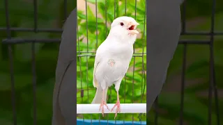 تغريد طائر الكناري هائج نار Singing Canary 