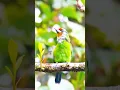 Download Lagu Frekuensi Panggilan Burung Barbet Tenggorokan Emas Dijelaskan | Vokalisasi Teritorial \