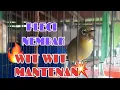 Download Lagu Masteran Terapi Pancingan Pleci Nembak Wit Wit Mantenan...