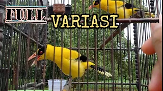 kepodang emas sumbawa gacor bagus buat pancingan kepodang