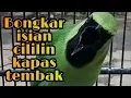 Download Lagu CUCAK IJO BONGKAR ISIAN CILILIN/KAPAS TEMBAK
