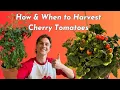 How When to Pick Cherry Tomatoes - Super Easy
