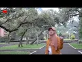 bebiraira _ yasirlana DJ mix