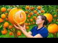 Download Lagu Panen Jeruk Manis Segar dari Kebun – Dijual di Pasar \u0026 Nikmat Dimakan saat Musim Panas