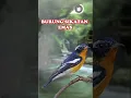 SUARA BURUNG SIKATAN EMAS