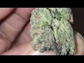 Visual Strain Review Gas Runtz by Uncle Budds Nursery