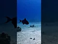 Download Lagu Triggerfish #scubadiving #redsea #gopro #video #ssi #padi #egypt #africa #nature #attack #marinelife