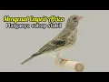 Download Lagu Mengenal Burung Edel Sanger Dan Harga Jualnya