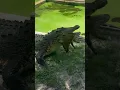 Download Lagu Salty being salty. Huge 15 plus foot salt water crocodile!!! #crocodile #catchmeoutside