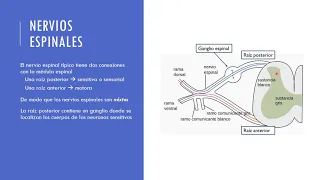 Nervios espinales y Plexos nerviosos