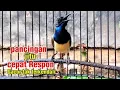 Download Lagu Tak ada lagi sogon pendiam. Sekali pancing SOGON jenis apapun pasti nyaut