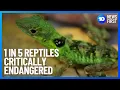 One Fifth Of World s Reptiles Faced With Extinction 10 News First